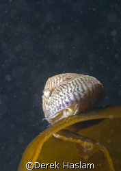 Flat top shell. North Wales. D200, 60mm. by Derek Haslam 